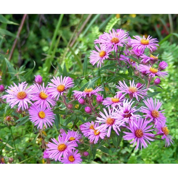 Wood's Pink Aster - Fall Blooming Perennial - Gallon Pot