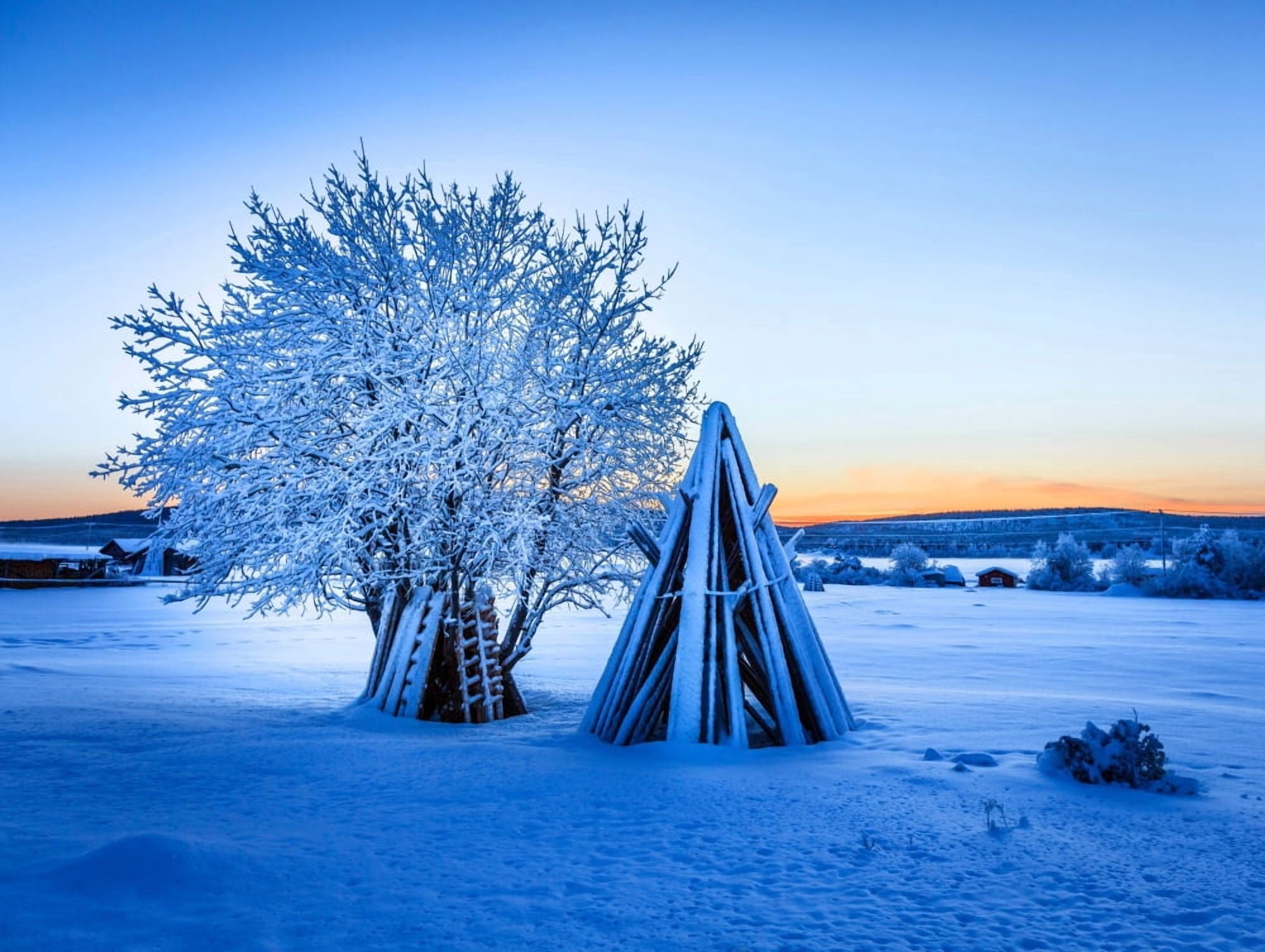 Wood stacked and a snow covered tree in extreme cold temperatures Lapland Sweden Canvas Art - Panoramic Images (12 x 16)