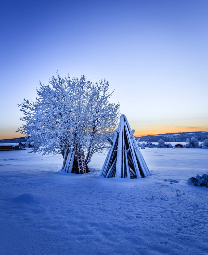 Wood stacked and a snow covered tree in extreme cold temperatures Lapland Sweden Canvas Art - Panoramic Images (22 x 27)