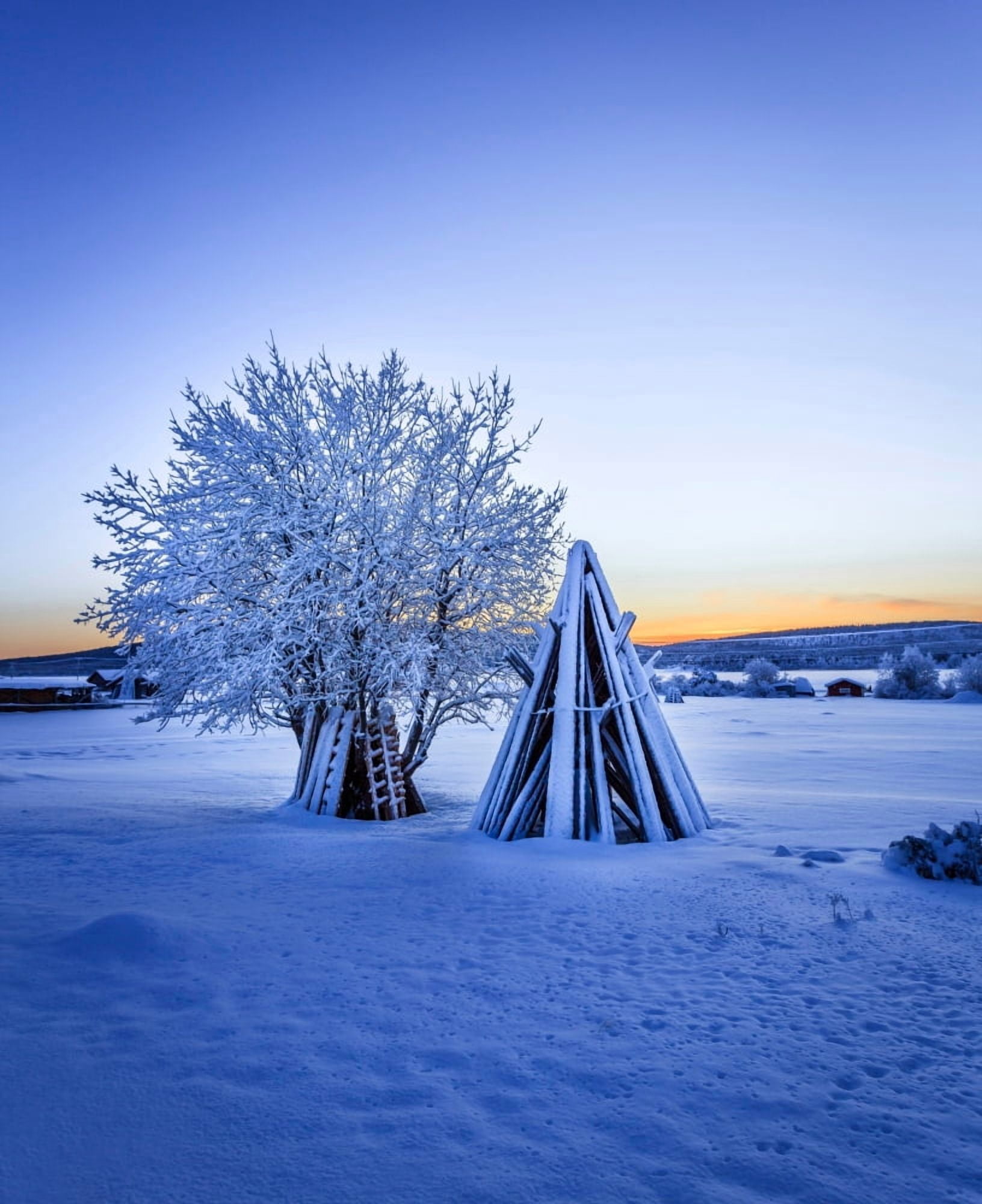Wood stacked and a snow covered tree in extreme cold temperatures Lapland Sweden Canvas Art - Panoramic Images (29 x 36)