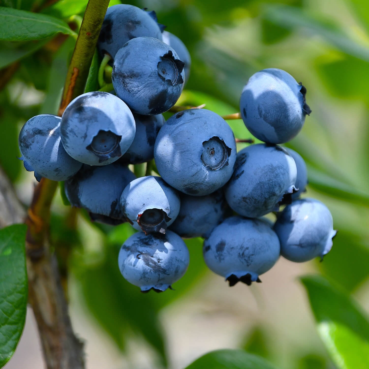 Expert Gardener Woodard Rabbiteye Blueberry Bush (2.5 Gallon) Fruit-Bearing Deciduous Shrub - Live Outdoor Plant