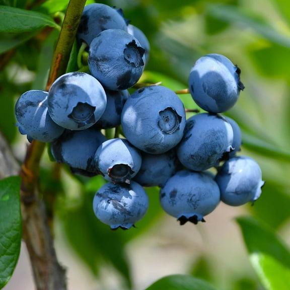 Expert Gardener Woodard Rabbiteye Blueberry Bush (2.5 Quart) Fruit-Bearing Deciduous Shrub - Live Outdoor Plant