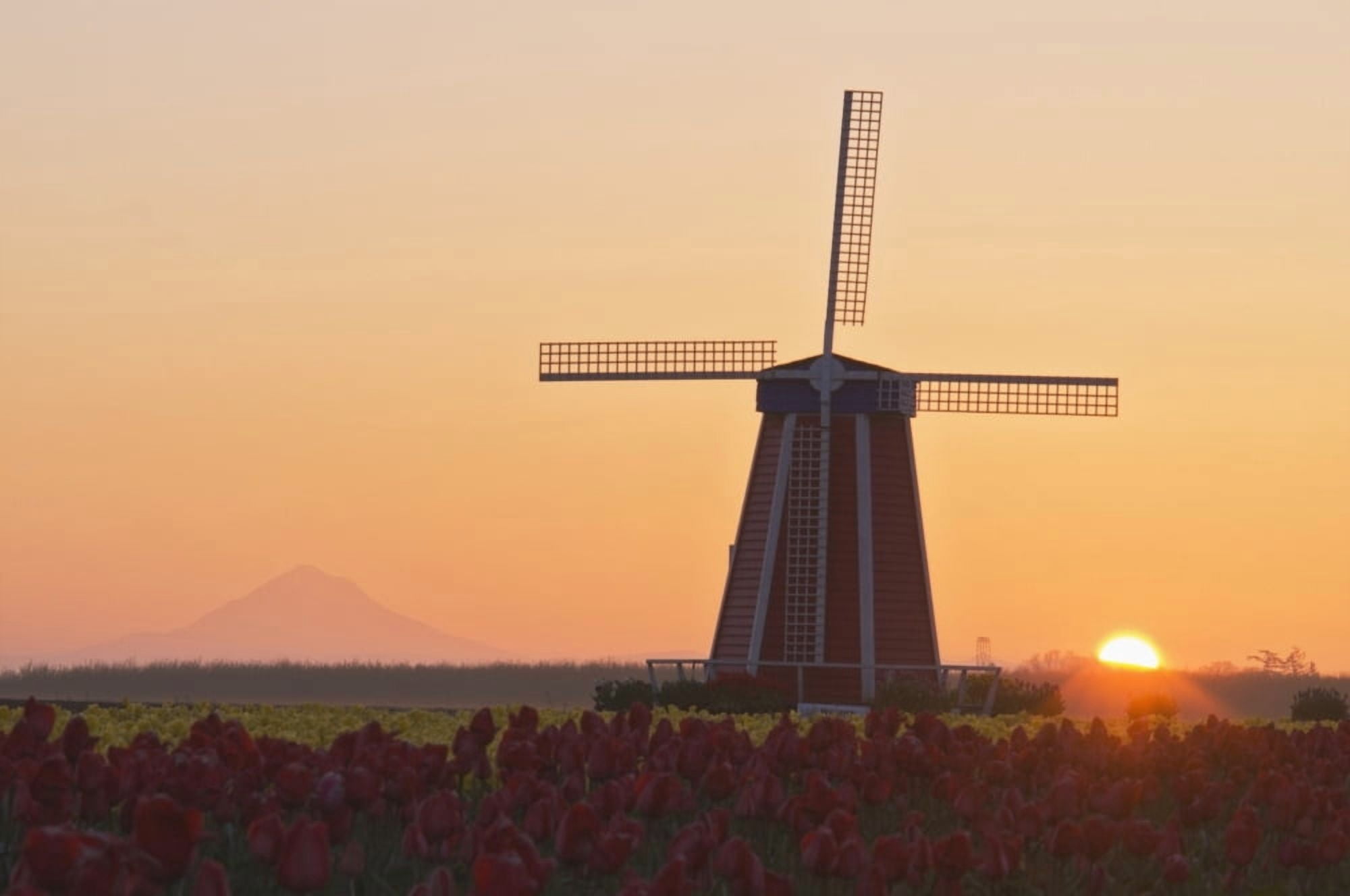 Woodburn Oregon United States Of America Wooden Shoe Tulip Farm At Sunrise With Mount Hood In The Background Canvas Art - Dan Sherwood Design Pics (38 x 24)