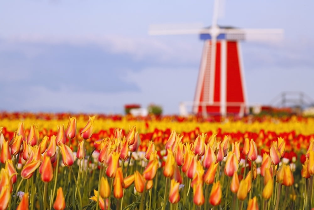Woodburn Oregon United States Of America A Field Of Tulips And A Windmill At Wooden Shoe Tulip Farm Canvas Art - Craig Tuttle  Design Pics (19 x 12)