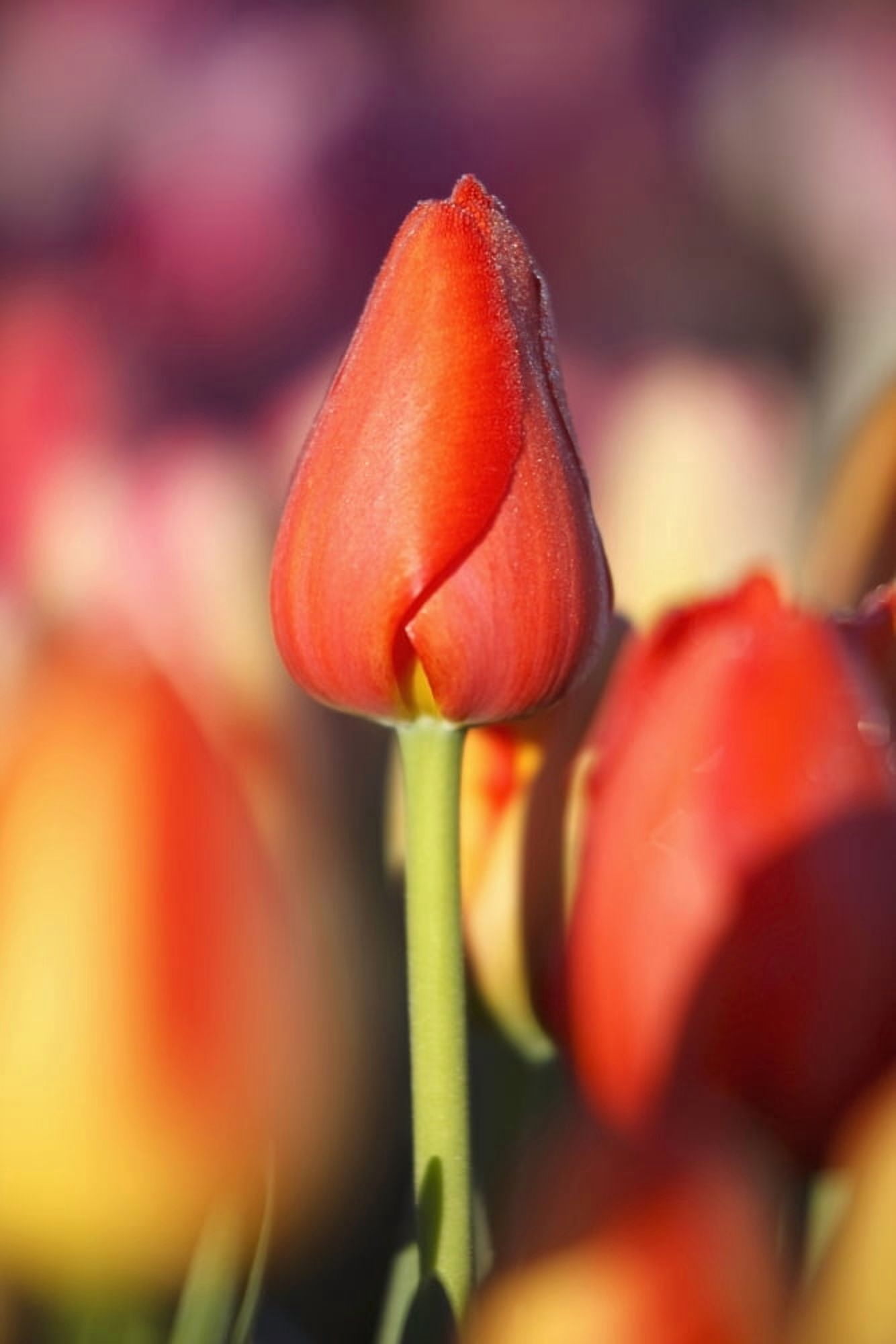 Woodburn Oregon United States Of America Close Up Of A Closed Tulip Canvas Art - Craig Tuttle Design Pics (12 x 19)