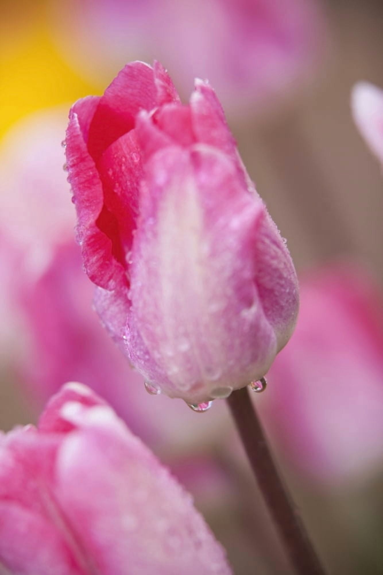 Woodburn Oregon United States Of America Pink Tulips Canvas Art - Craig Tuttle Design Pics (24 x 38)