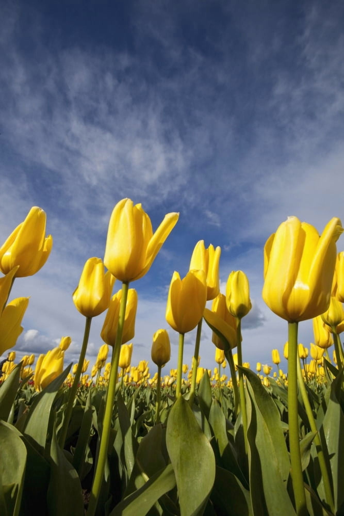 Woodburn Oregon United States Of America Yellow Tulips In A Field Canvas Art - Craig Tuttle Design Pics (24 x 38)