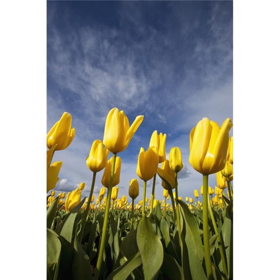 Woodburn - Oregon - United States of America - Yellow Tulips In A Field Poster Print - 24 x 38 - Large