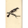 thumbnail image 1 of Woodchat Shrike, Lanius Senator Poster Print By ® Florilegius Mary Evans (24 X 36), 1 of 3