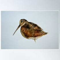 Woodcock Watercolour Design Poster Wall Art, Modern Wall Decor For Living Room Bedroom, 8x12 UNFRAMED