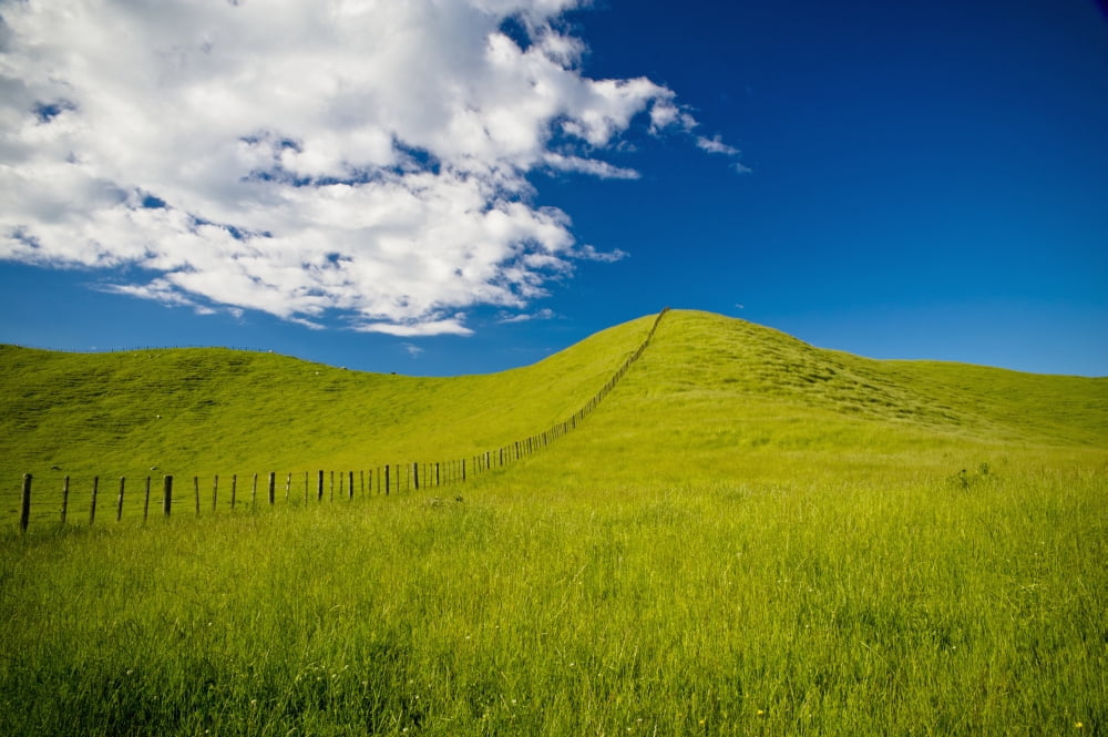 Wooden Fence Posts Running Through A Grassy Field New Zealand Canvas Art - David DuChemin Design Pics (19 x 12)