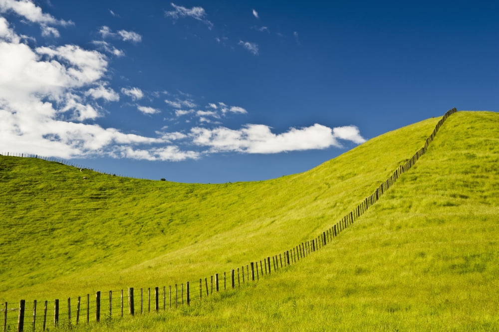 Wooden Fence Posts Running Through A Grassy Field New Zealand Canvas Art - David DuChemin Design Pics (38 x 24)