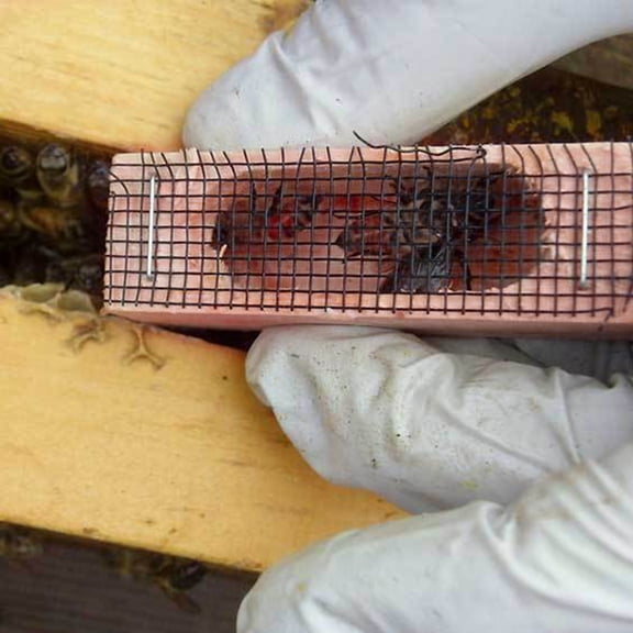 Wooden Queen Bee Cage, Mutil-Functional Beehive Bee Cage Rearing Cage Cell, Bees Queen Post Prisoner, Beekeeping Tools