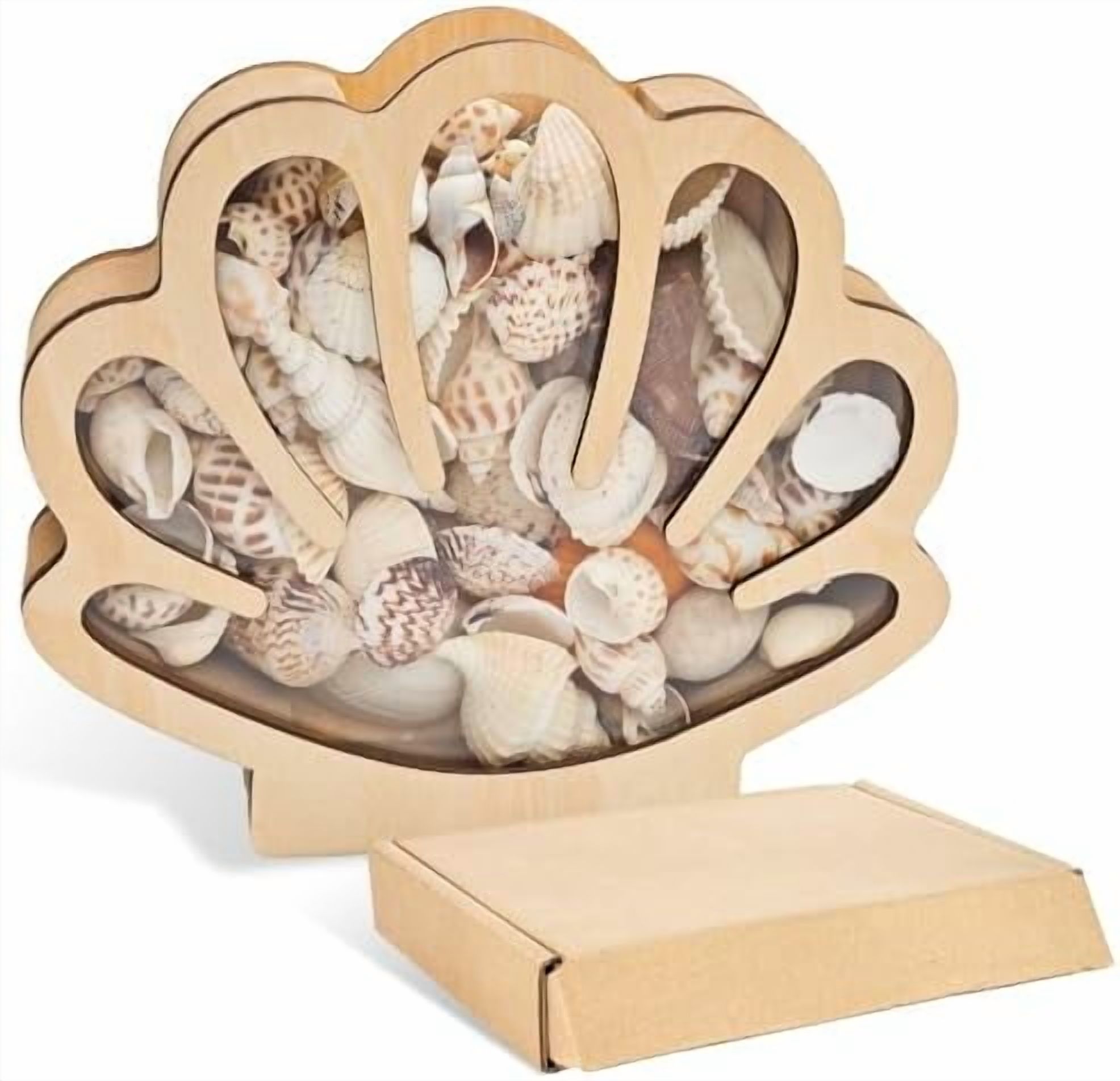 Soft Shell Display Case Wooden Seashell Display Box Shadow Box,Clear Acrylic Window Shell ...