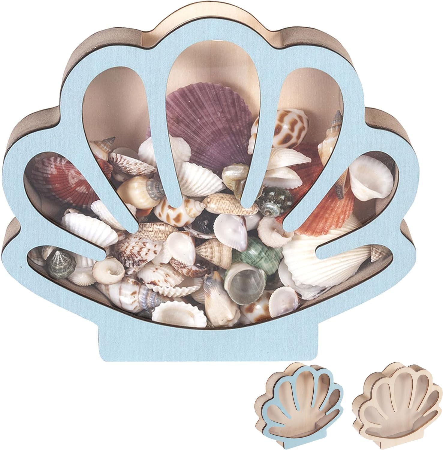 Wooden Seashell Display Case with Acrylic Panel, Sea Shell Holder ...