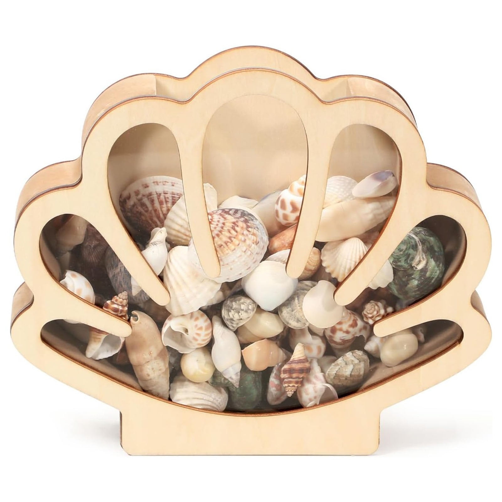 Wooden Seashell Display Case with Acrylic Panel, Beach Sea Shell ...