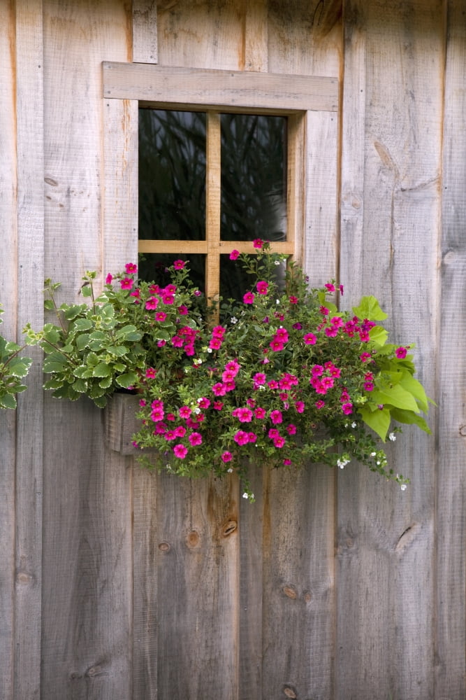 Wooden Shed With A Flower Box Under The Window Flesherton Ontario Canada Canvas Art - Michael Interisano Design Pics (26 x 40)