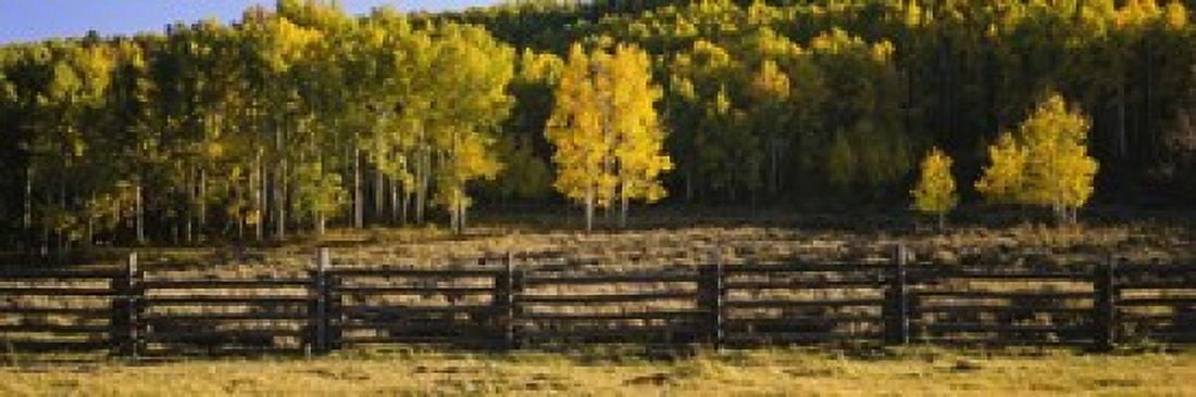 Wooden fence and Aspen trees in a field Telluride San Miguel County Colorado USA Canvas Art - Panoramic Images (18 x 6)