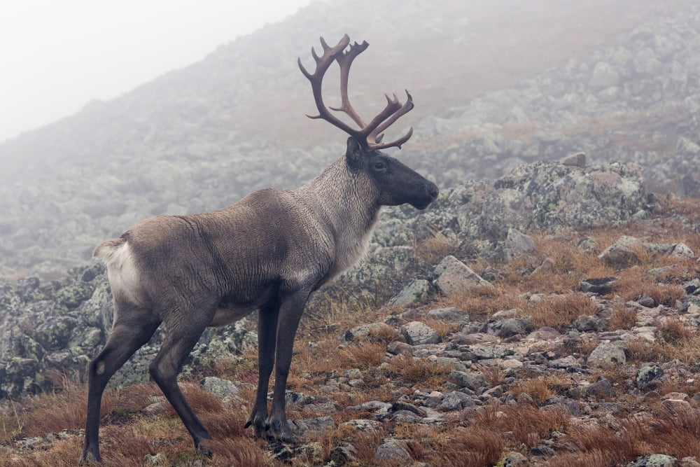 Woodland Caribou Walking On Alpine Tundra Mount Jacques Cartier Gaspesie National Park Quebec Canvas Art - Philippe Henry Design Pics (34 x 22)