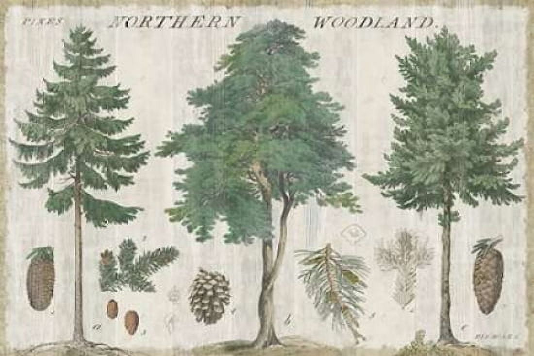 Woodland Chart I Canvas Art - Sue Schlabach (24 x 36)