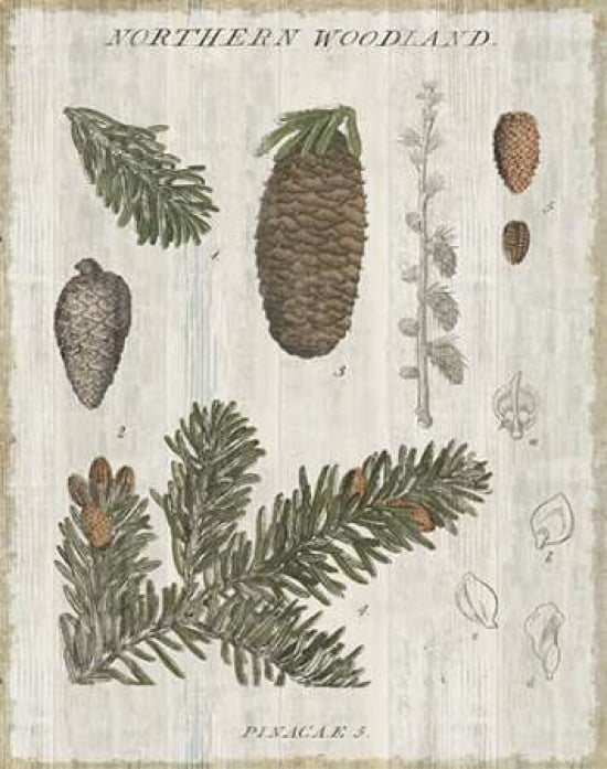 Woodland Chart IV Canvas Art - Sue Schlabach (22 x 28)