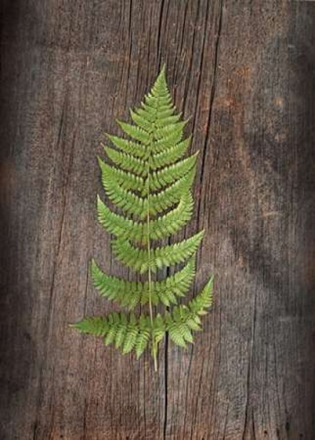 Woodland Fern I Canvas Art - Sue Schlabach (18 x 24)