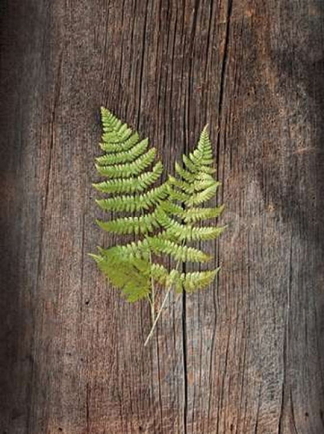 Woodland Fern II Canvas Art - Sue Schlabach (22 x 28)