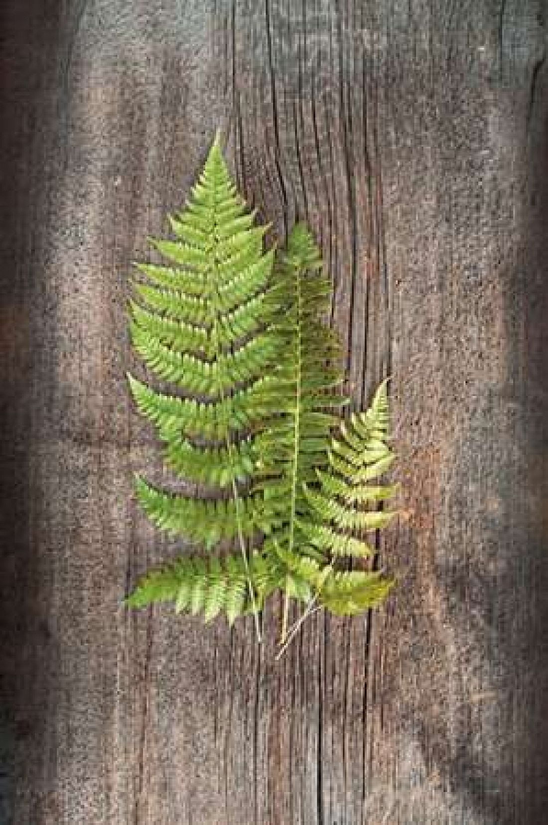 Woodland Fern III Canvas Art - Sue Schlabach (12 x 18)