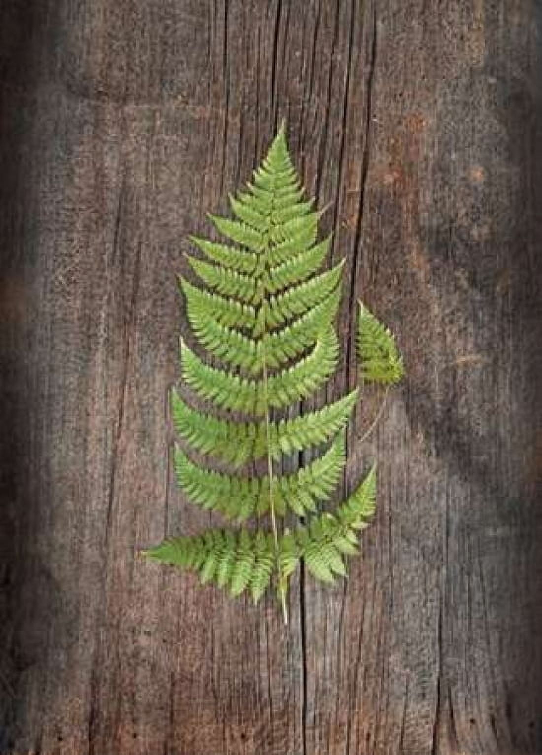 Woodland Fern IV Canvas Art - Sue Schlabach (18 x 24)