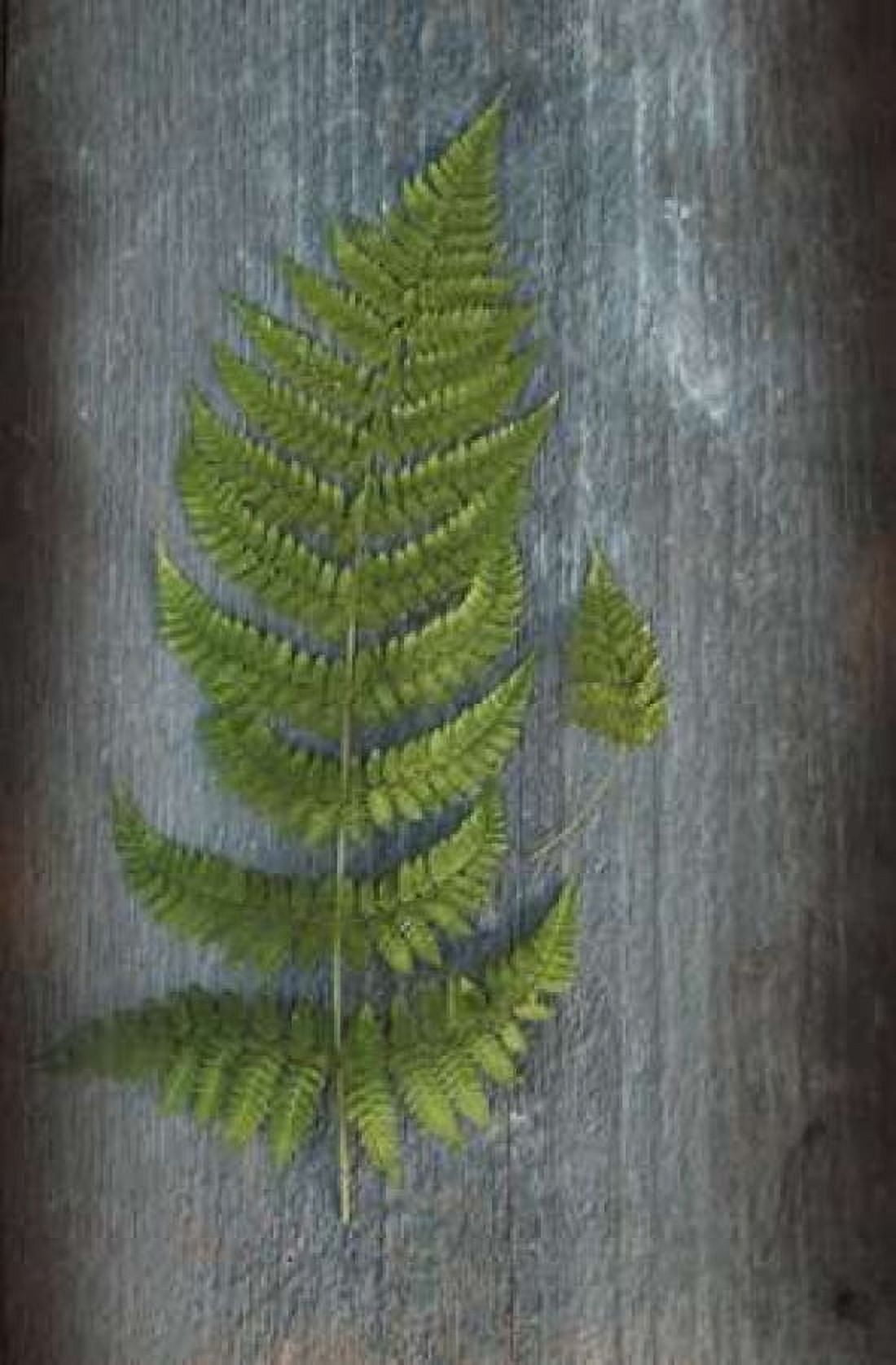 Woodland Fern V Canvas Art - Sue Schlabach (24 x 36)