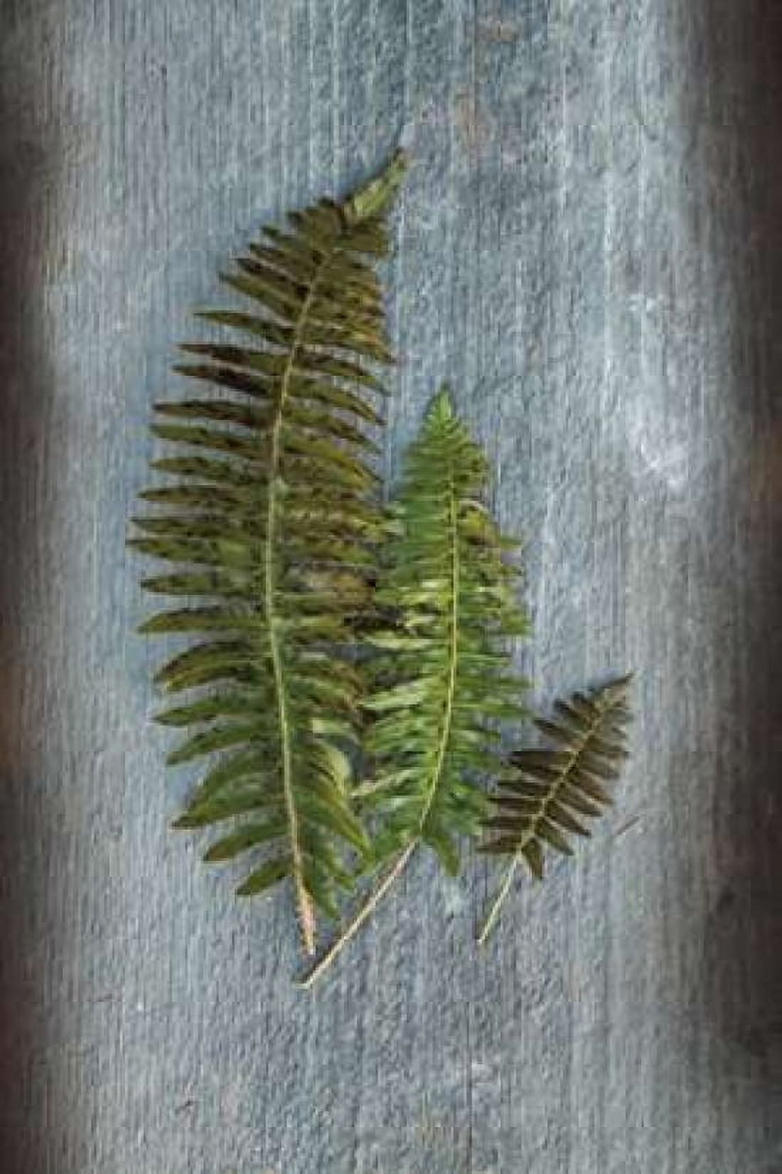 Woodland Fern VI Canvas Art - Sue Schlabach (12 x 18)