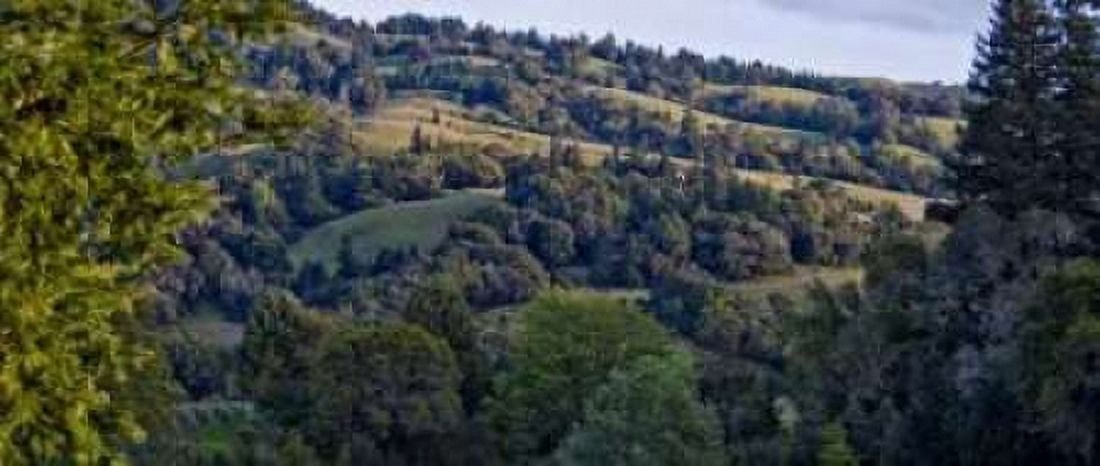 Woodland Pastures I Canvas Art - Rita Crane (10 x 20)