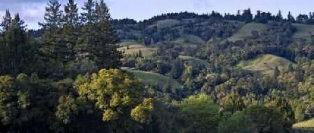 Woodland Pastures II Canvas Art - Rita Crane (24 x 48)
