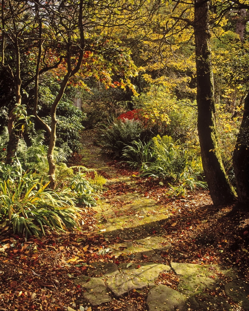 Woodland Path Mount Stewart Ards Peninsula Co Down Ireland Canvas Art - The Irish Image Collection Design Pics (24 x 30)