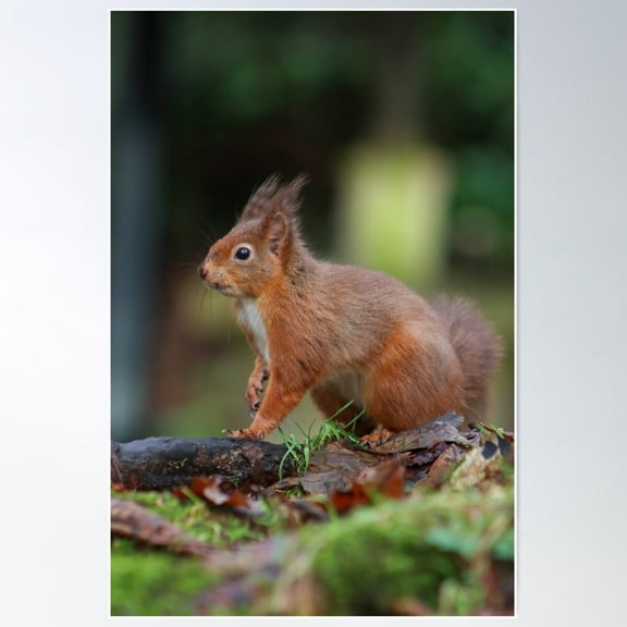 Woodland Red Squirrel Poster Wall Art, Modern Wall Decor For Living Room Bedroom, 8x12 UNFRAMED