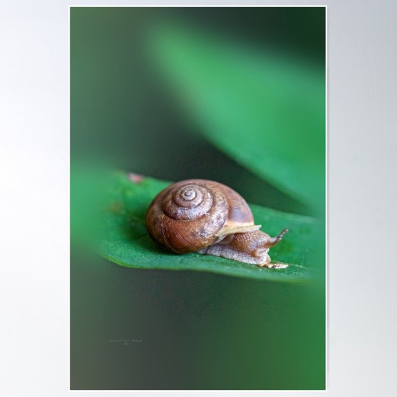 Woodland Snail On Sassafras Leaf Poster Wall Art, Modern Wall Decor For Living Room Bedroom, 8x12 UNFRAMED