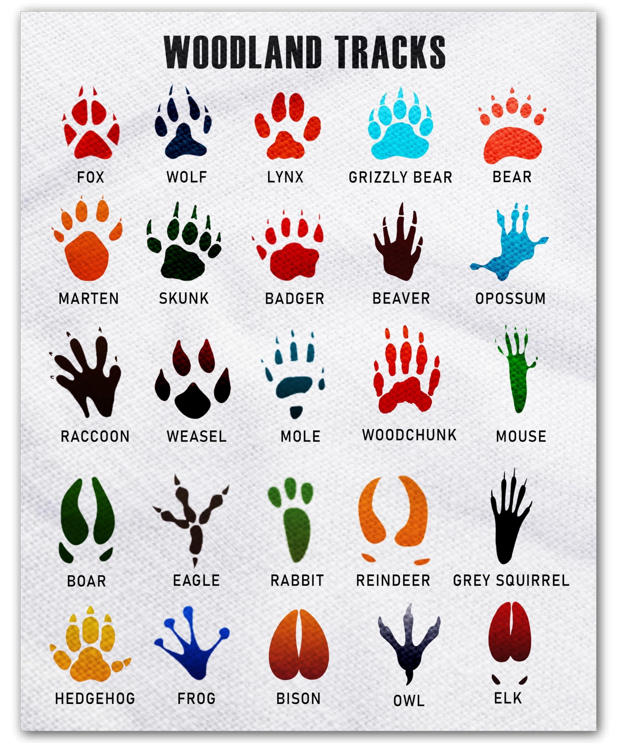 Woodland Tracks Wall Art poster Animal Tracks Poster for Boys Woodland ...