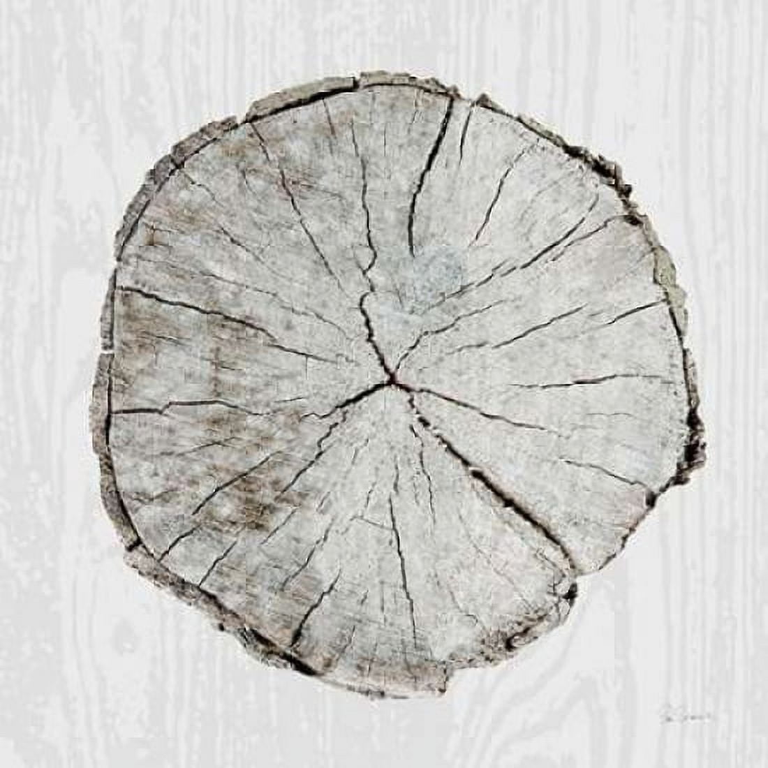 Woodland Years I Canvas Art - Sue Schlabach (24 x 24)