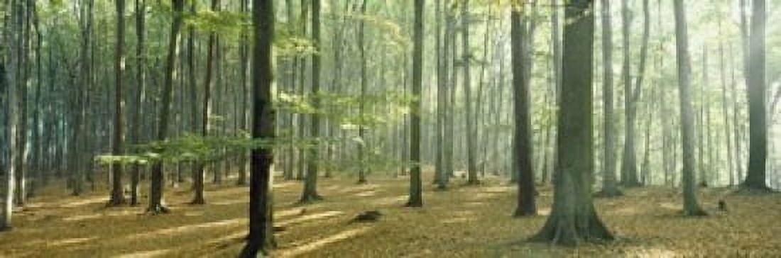 Woodlands near Annweiler Germany Canvas Art - Panoramic Images (18 x 6)