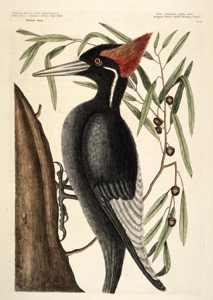 Woodpecker Canvas Art - Mark Catesby (18 x 24)