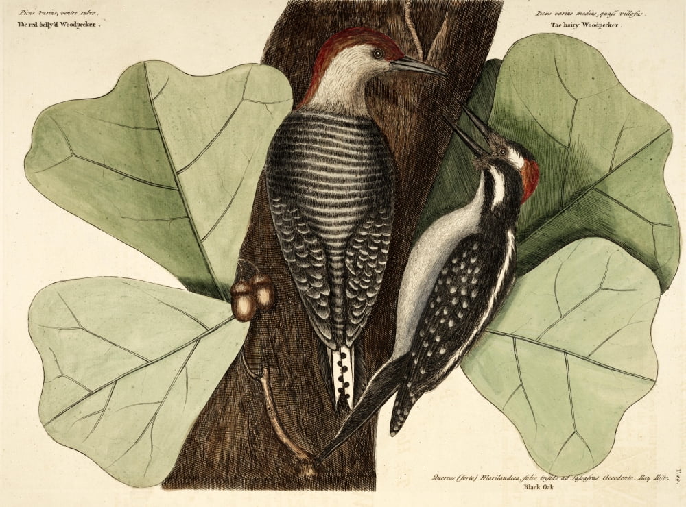 Woodpeckers Canvas Art - Mark Catesby (18 x 24)