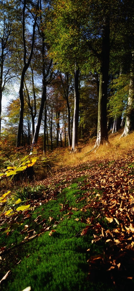 Woods During Autumn Canvas Art - The Irish Image Collection Design Pics (20 x 44)