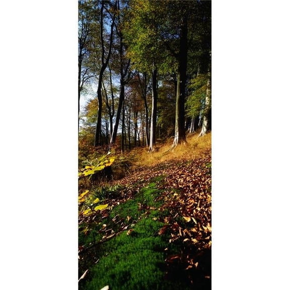 Woods During Autumn Poster Print by The Irish Image Collection - 20 x 44 - Large