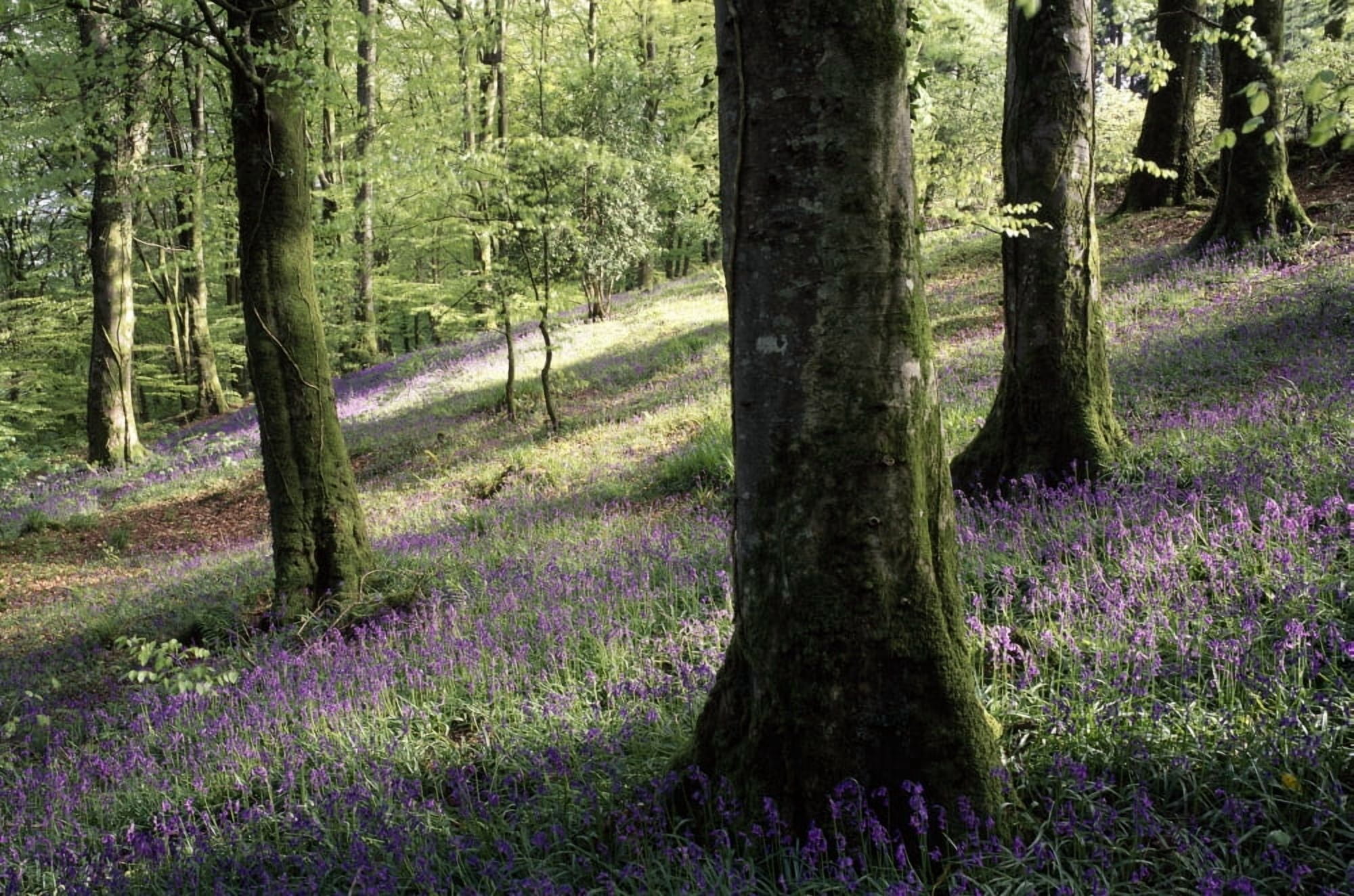 Woods In Spring Clara Vale Clara Vale County Wicklow Ireland Canvas Art - The Irish Image Collection Design Pics (19 x 12)