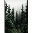 thumbnail image 1 of Woods Poster Wall Art, Modern Wall Decor For Living Room Bedroom, 24x36 UNFRAMED, 1 of 2