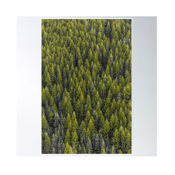 Woods Poster Wall Art Modern Wall Decor