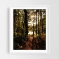 thumbnail image 1 of In the Woods at Puffers Pond, Amherst 03 - Amherst Massachusetts Photography Forest Nature Woodland Landscape Scenic Autumn Woods White Framed Wall Art Print 8 x 10 inches, 1 of 1