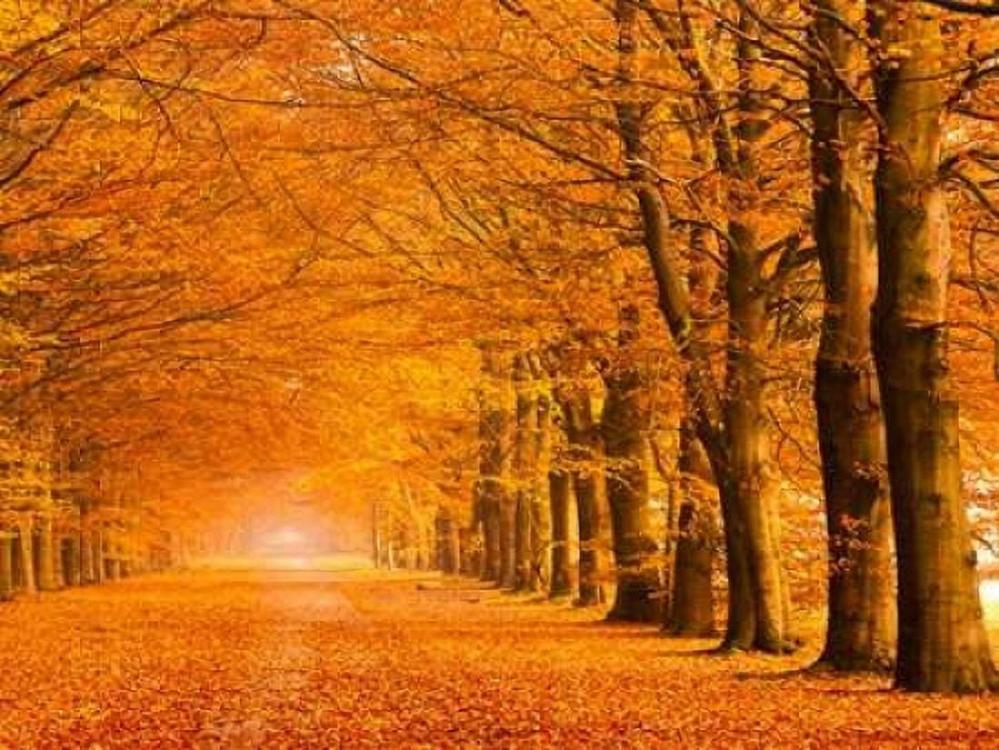 Woods in autumn Canvas Art - Pangea Images (22 x 28)