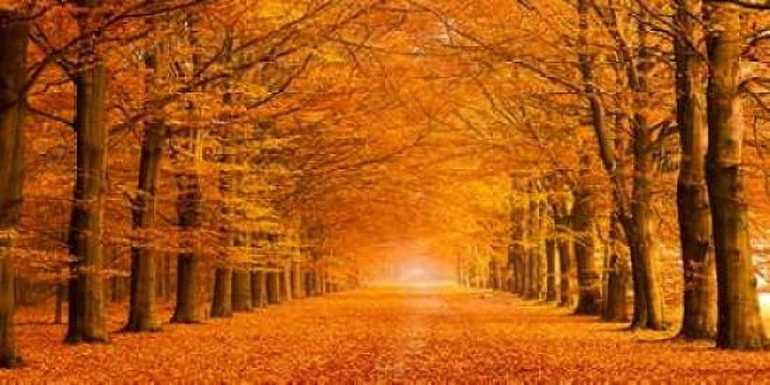 Woods in autumn Canvas Art - Pangea Images (24 x 48)