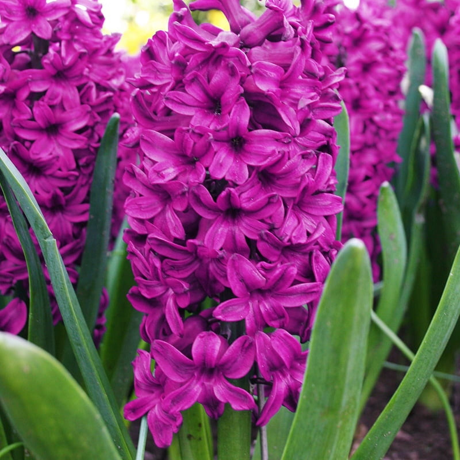 Woodstock hyacinths flower bulbs 6 bulbs per pack pleasantly